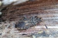 Strobilotoma typhaecornis