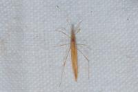 Berytinus