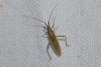 Stenodema calcarata