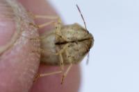 Aelia acuminata