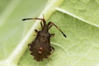 Enoplops scapha