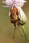 Coreus marginatus