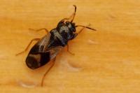 Megalonotus praetextatus