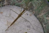 Ranatra linearis