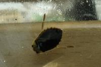 Ilyocoris cimicoides