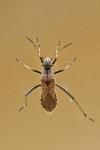 Alydus calcaratus