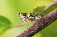 Cixius