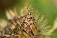 Corizus hyoscyami