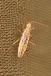 Myrmus miriformis