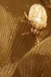 Neottiglossa leporina