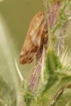 Philaenus spumarius