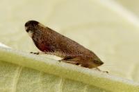 Fieberiella florii