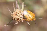 Carpocoris purpureipennis