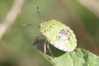Nezara viridula