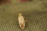 Adelphocoris lineolatus