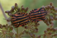 Graphosoma italicum