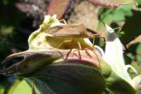 Gonocerus acuteangulatus