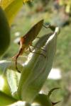 Gonocerus acuteangulatus