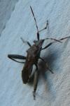 Camptopus lateralis