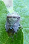 Dolycoris baccarum