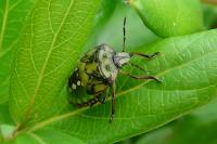Nezara viridula