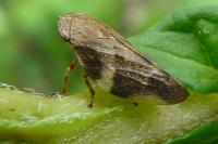 Aphrophora alni