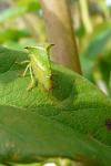 Stictocephala alta