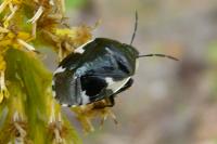Tritomegas sexmaculatus