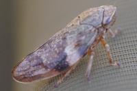Aphrophora alni