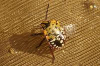 Nezara viridula