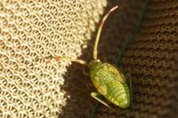 Pantilius tunicatus