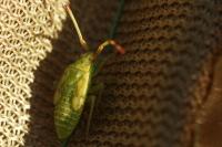 Pantilius tunicatus