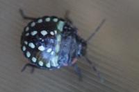 Nezara viridula