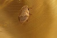 Lepyronia coleoptrata