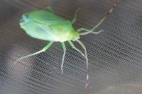 Pantilius tunicatus