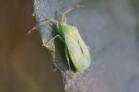 Pantilius tunicatus