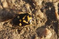Eurydema oleracea