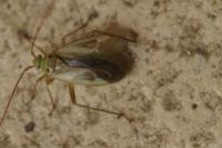 Adelphocoris