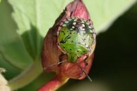 Nezara viridula