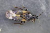 Anthocoris nemoralis