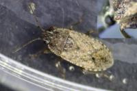 Emblethis denticollis