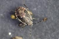 Nysius