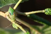 Pantilius tunicatus