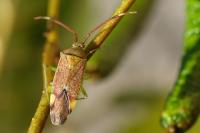 Pantilius tunicatus