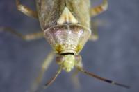 Lygus rugulipennis
