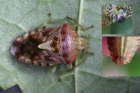Elasmucha grisea