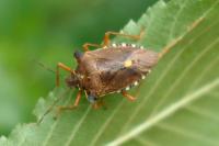 Pentatoma rufipes