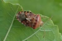 Elasmucha grisea