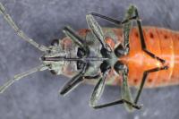 Arocatus roeselii