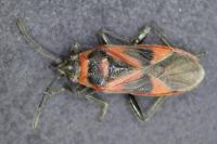 Arocatus roeselii